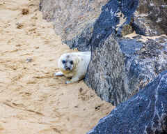 Grey seal pup near Winterton